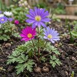 Anemone 'Blanda Mixed' (Grecian windflower) - Harding & Bloom