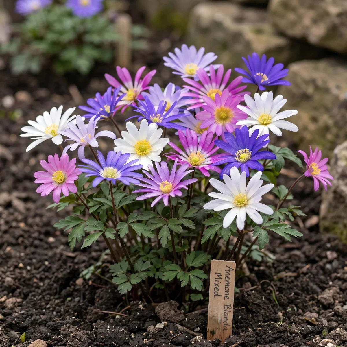 Anemone 'Blanda Mixed' (Grecian windflower) - Harding & Bloom