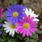 Anemone 'Blanda Mixed' (Grecian windflower) - Harding & Bloom