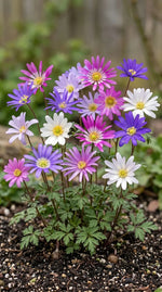 Anemone 'Blanda Mixed' (Grecian windflower) - Harding & Bloom