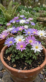 Anemone 'Blanda Mixed' (Grecian windflower) - Harding & Bloom