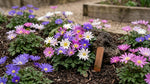 Anemone 'Blanda Mixed' (Grecian windflower) - Harding & Bloom