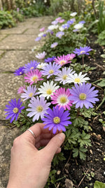 Anemone 'Blanda Mixed' (Grecian windflower) - Harding & Bloom