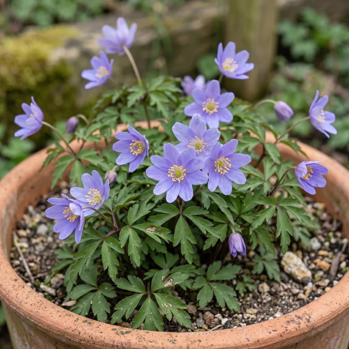 Anemone 'Royal Blue' (wood anemone 'Royal Blue) image 2
