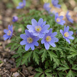 Anemone 'Royal Blue' (wood anemone 'Royal Blue) image 3
