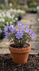 Anemone 'Royal Blue' (wood anemone 'Royal Blue) image 4