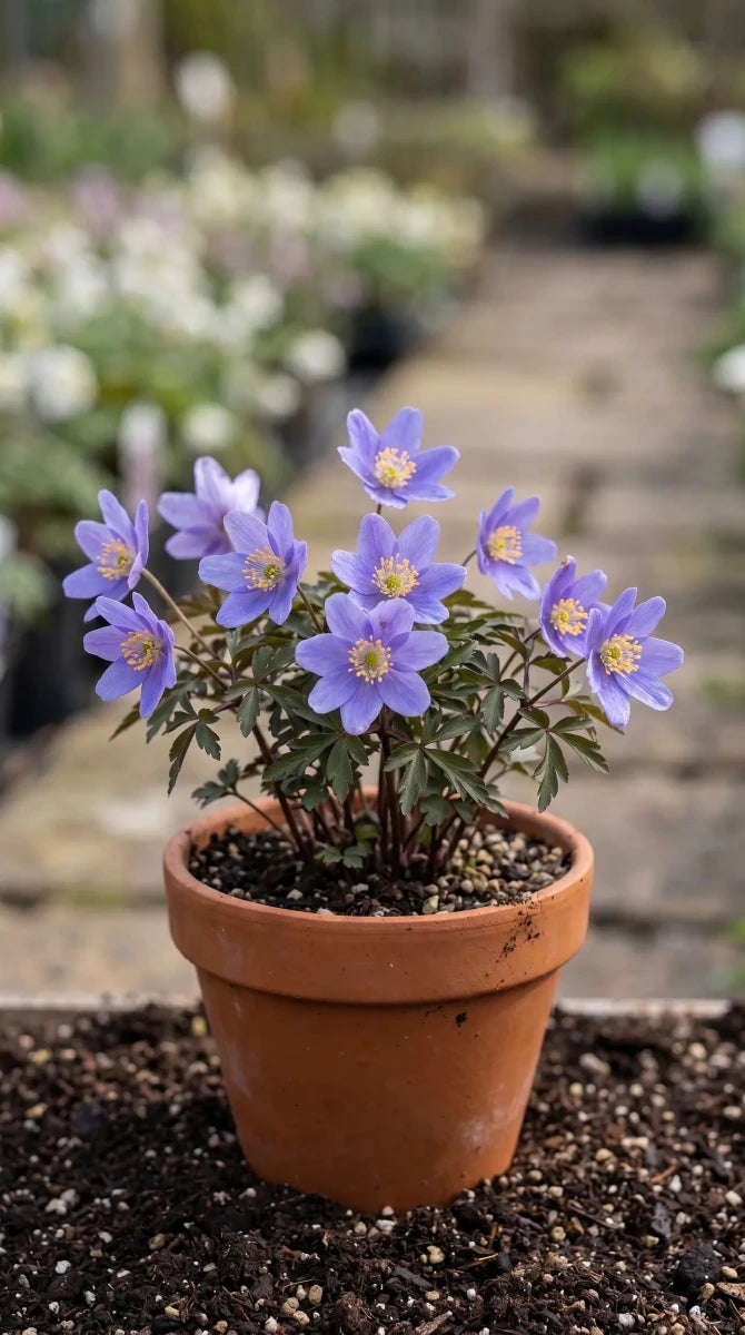 Anemone 'Royal Blue' (wood anemone 'Royal Blue) image 4