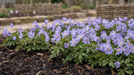 Anemone 'Royal Blue' (wood anemone 'Royal Blue) image 5