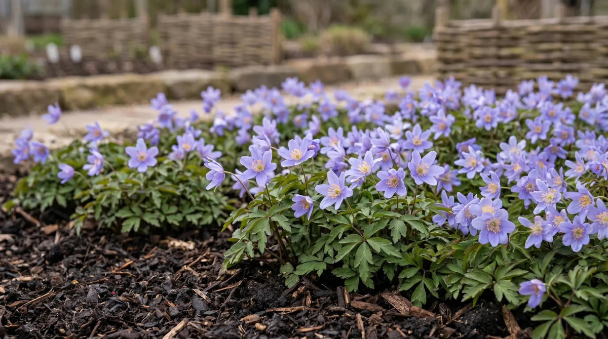Anemone 'Royal Blue' (wood anemone 'Royal Blue) image 5
