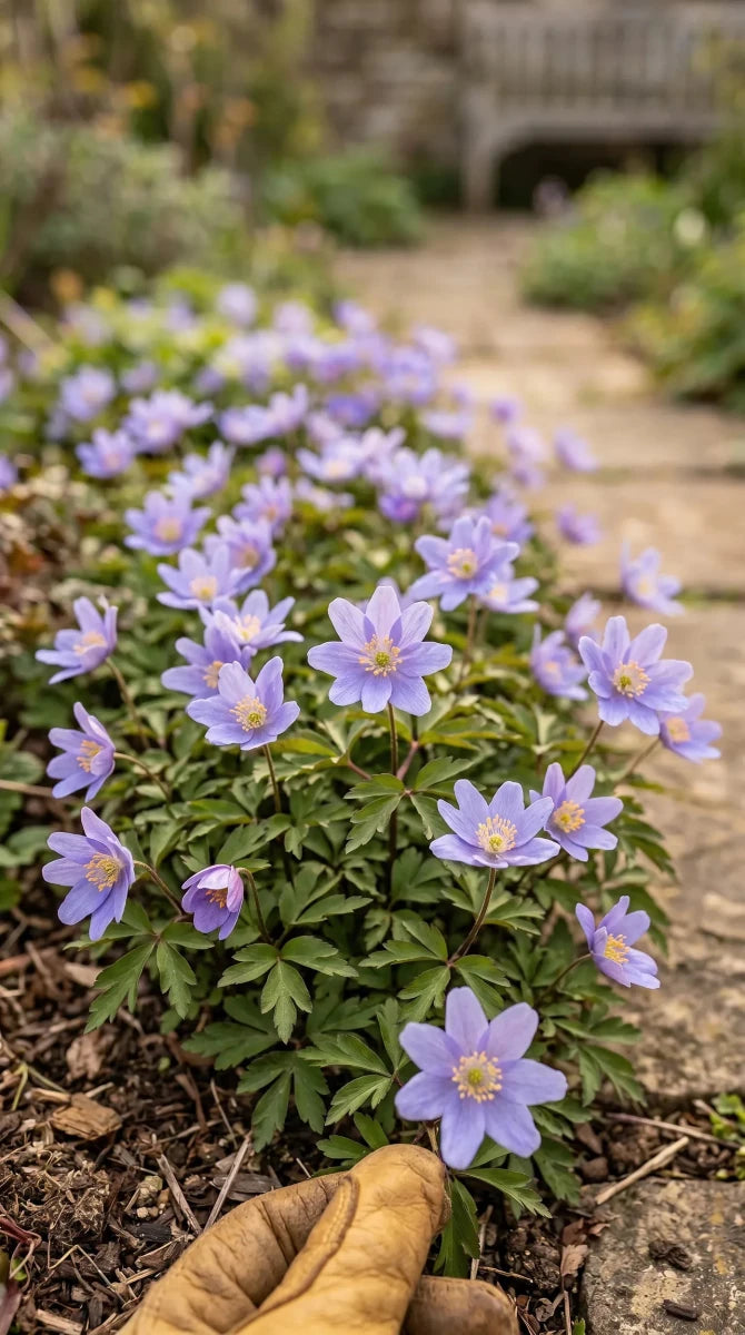 Anemone 'Royal Blue' (wood anemone 'Royal Blue) image 6