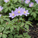 Anemone 'Robinsoniana' (wood anemone 'Robinsoniana) - Harding & Bloom