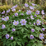 Anemone 'Robinsoniana' (wood anemone 'Robinsoniana) - Harding & Bloom