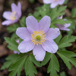 Anemone 'Robinsoniana' (wood anemone 'Robinsoniana) - Harding & Bloom
