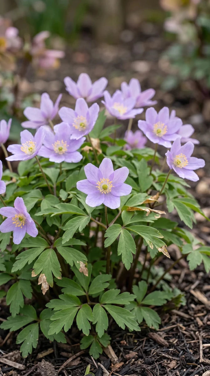 Anemone 'Robinsoniana' (wood anemone 'Robinsoniana) - Harding & Bloom