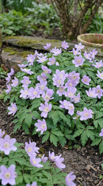 Anemone 'Robinsoniana' (wood anemone 'Robinsoniana) - Harding & Bloom