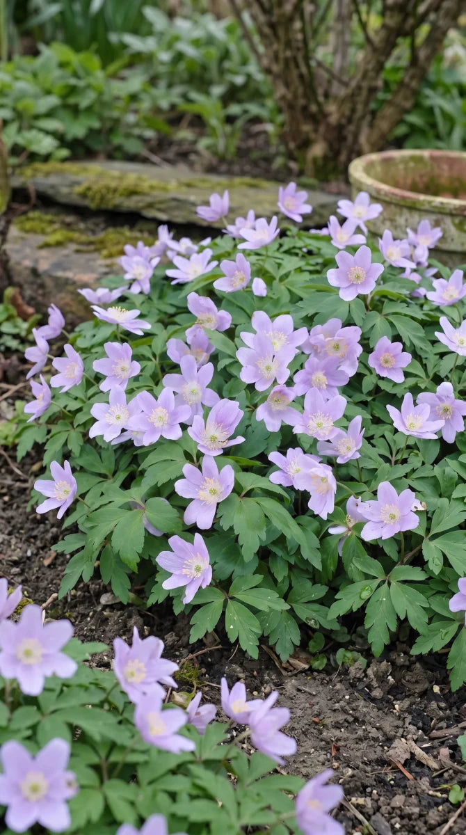 Anemone 'Robinsoniana' (wood anemone 'Robinsoniana) - Harding & Bloom