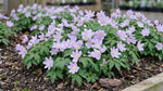 Anemone 'Robinsoniana' (wood anemone 'Robinsoniana) - Harding & Bloom