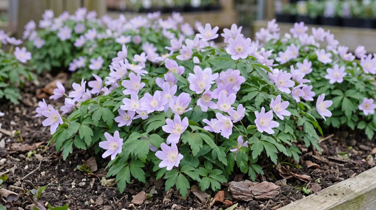 Anemone 'Robinsoniana' (wood anemone 'Robinsoniana) - Harding & Bloom