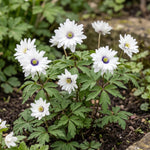 Anemone 'Nemorosa Blue Eyes' (wood anemone 'Blue Eyes) - Harding & Bloom