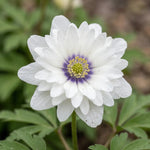 Anemone 'Nemorosa Blue Eyes' (wood anemone 'Blue Eyes) - Harding & Bloom