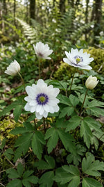 Anemone 'Nemorosa Blue Eyes' (wood anemone 'Blue Eyes) - Harding & Bloom