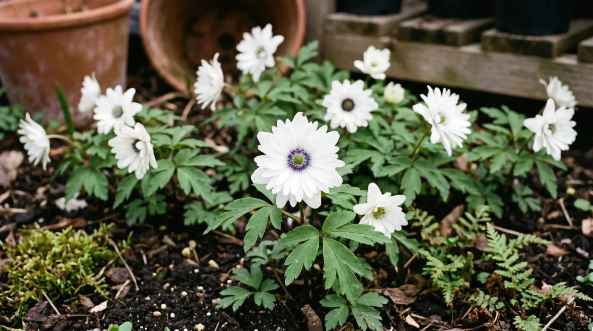 Anemone 'Nemorosa Blue Eyes' (wood anemone 'Blue Eyes) - Harding & Bloom