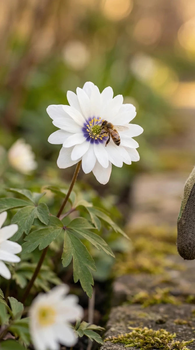 Anemone 'Nemorosa Blue Eyes' (wood anemone 'Blue Eyes) - Harding & Bloom