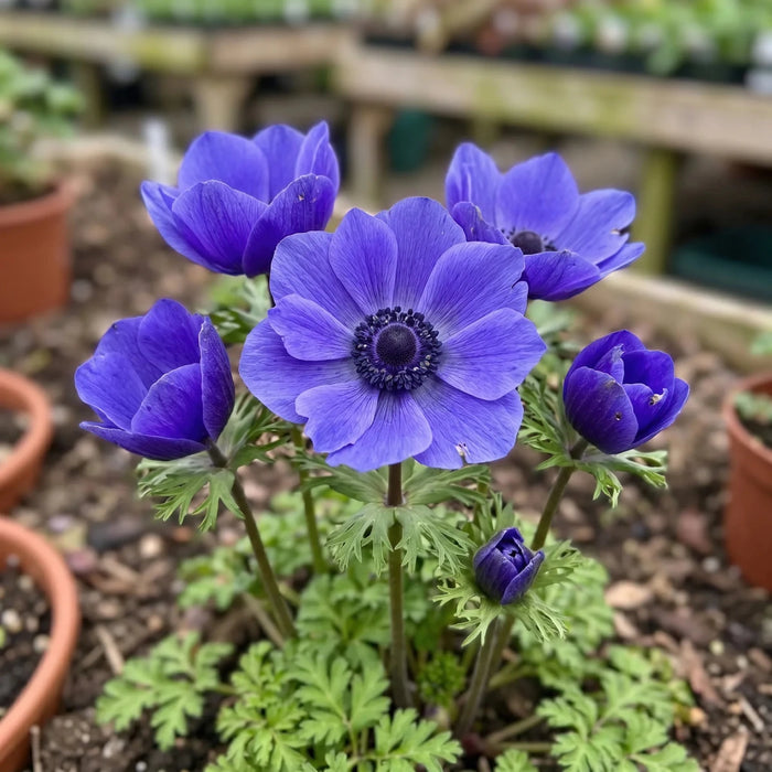 Anemone 'Mr Fokker'