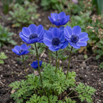 Anemone 'Mr Fokker' - Harding & Bloom