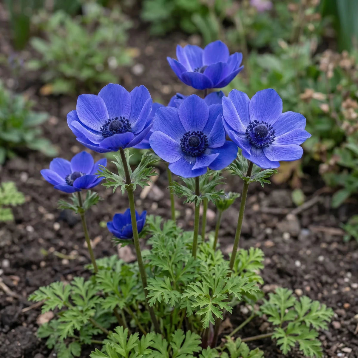 Anemone 'Mr Fokker' - Harding & Bloom