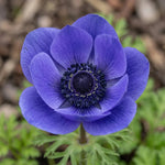 Anemone 'Mr Fokker' - Harding & Bloom