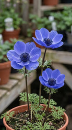 Anemone 'Mr Fokker' - Harding & Bloom