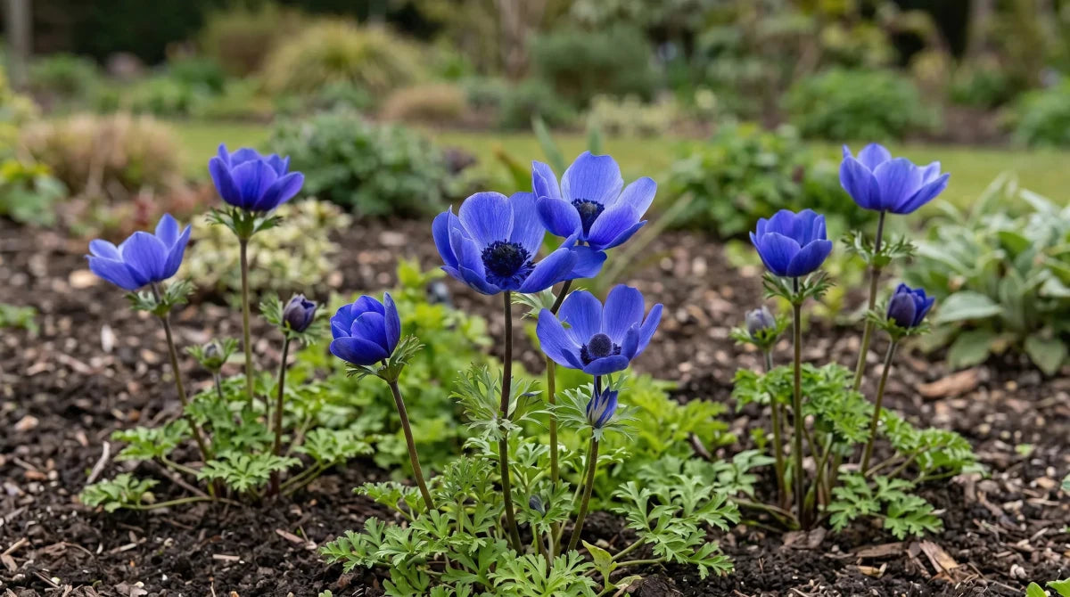 Anemone 'Mr Fokker' - Harding & Bloom