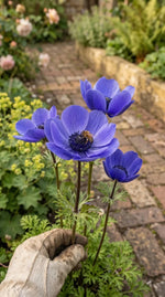 Anemone 'Mr Fokker' - Harding & Bloom