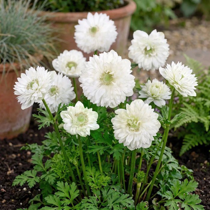 Anemone 'Mount Everest' (St. Brigid)