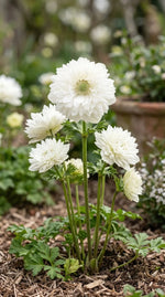 Anemone 'Mount Everest' (St. Brigid) - Harding & Bloom
