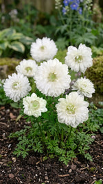 Anemone 'Mount Everest' (St. Brigid) - Harding & Bloom
