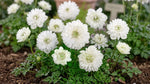Anemone 'Mount Everest' (St. Brigid) - Harding & Bloom