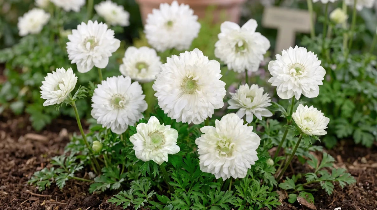 Anemone 'Mount Everest' (St. Brigid) - Harding & Bloom
