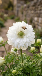 Anemone 'Mount Everest' (St. Brigid) - Harding & Bloom