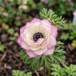 Anemone 'Mistral Edge' - Harding & Bloom