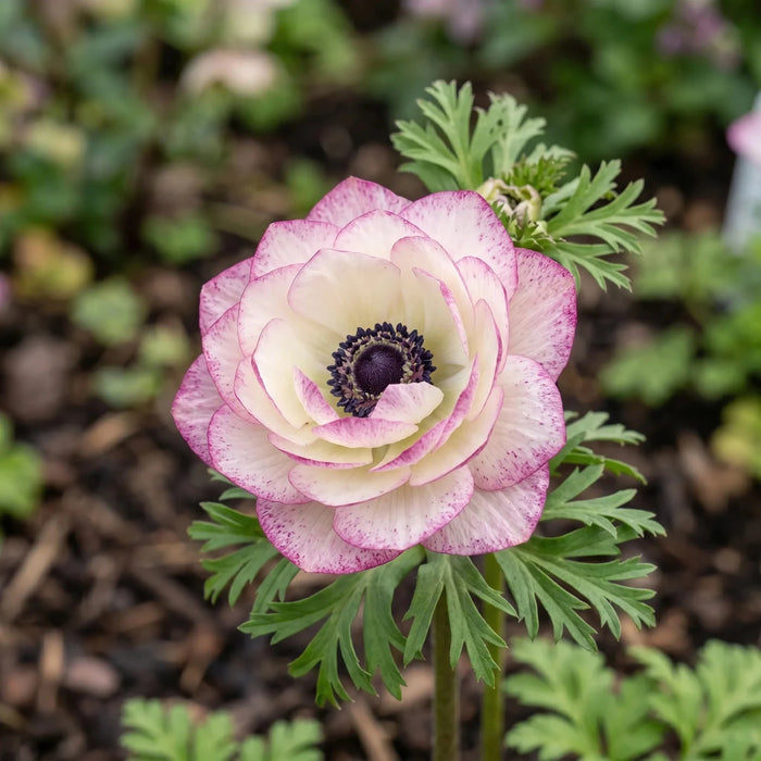 Anemone 'Mistral Edge'
