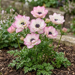 Anemone 'Mistral Edge' - Harding & Bloom