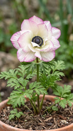 Anemone 'Mistral Edge' - Harding & Bloom