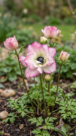 Anemone 'Mistral Edge' - Harding & Bloom