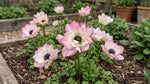 Anemone 'Mistral Edge' - Harding & Bloom