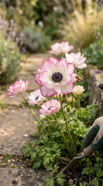 Anemone 'Mistral Edge' - Harding & Bloom