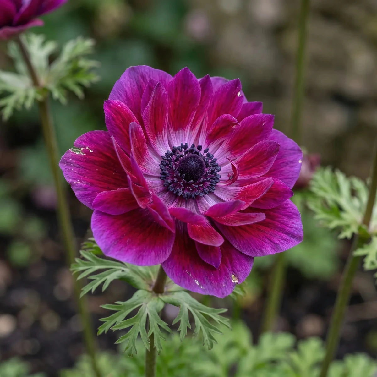 Anemone 'Mistral Bordeaux' - Harding & Bloom