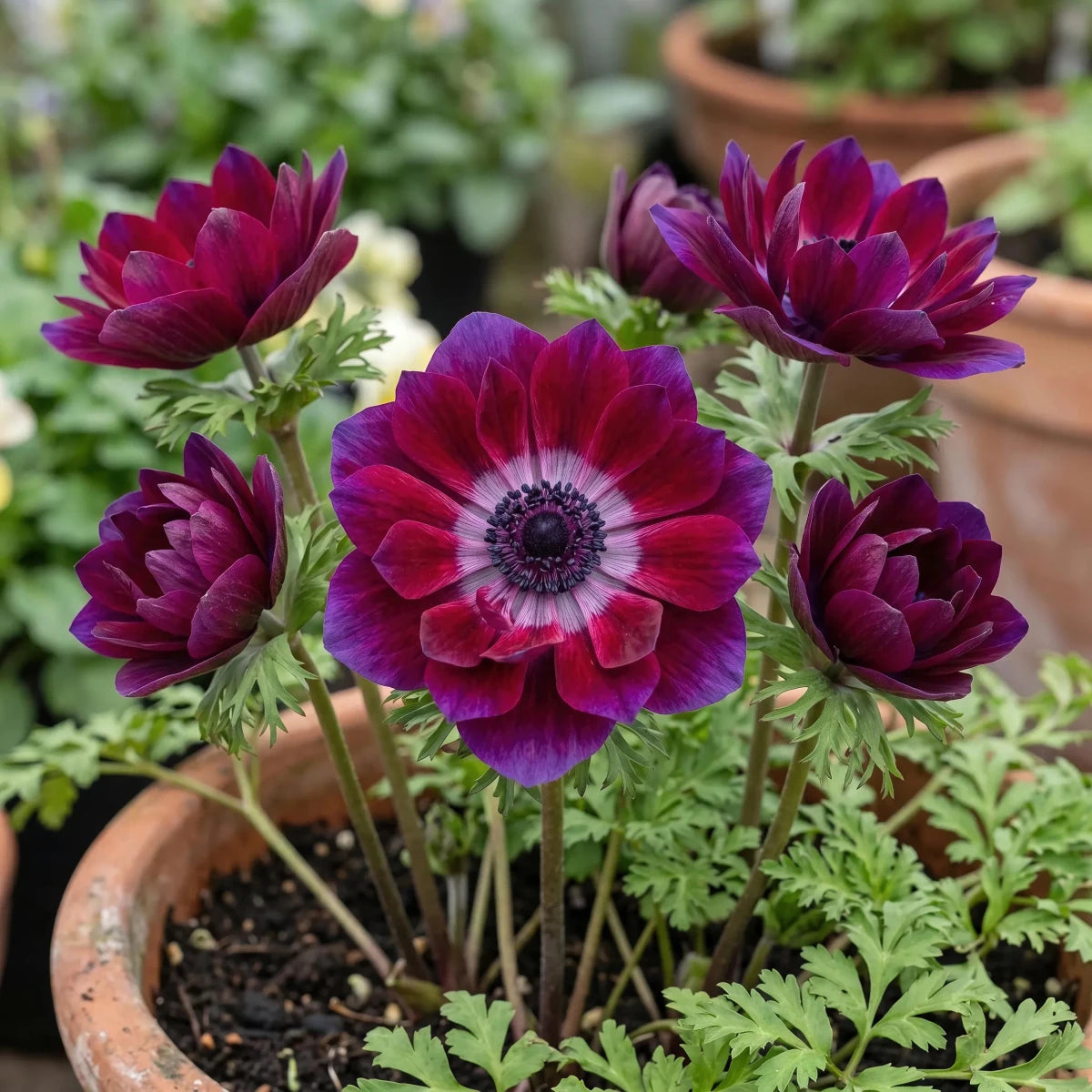 Anemone 'Mistral Bordeaux' - Harding & Bloom
