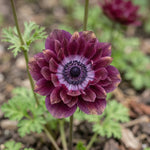 Anemone 'Mistral Bordeaux' - Harding & Bloom